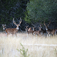 Joshua Creek Ranch Axis Herd