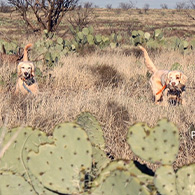 Rolling Plains Quail Research Foundation