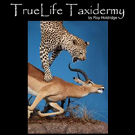 TrueLife Taxidermy