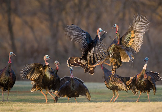 Talking Turkey w/Rob Keck