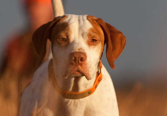 Attention Quail Hunters