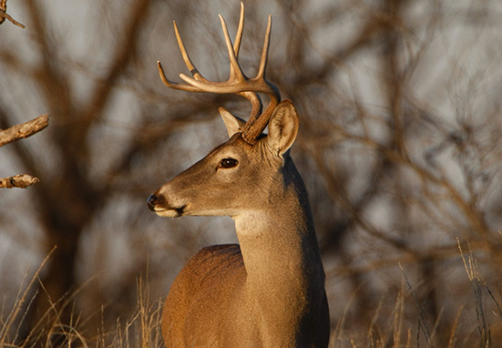 Choosing a Deer Lease